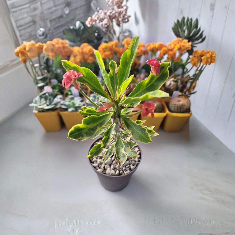 Variegated Crown of Thorns Live Plant – Euphorbia milii | 9–11" Rooted Succulent | 4" Pot | Variegated Houseplant