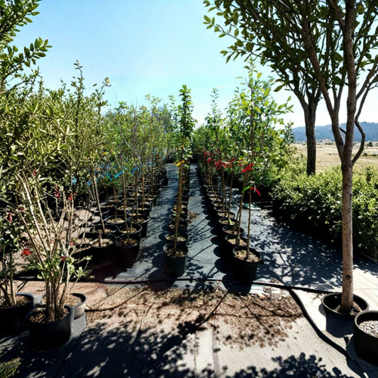 Harvest Gold Crabapple Tree – Malus Live Tree | 8–9 Feet Tall | Fruiting Crabapple | Spring Blooms & Golden Fruit | Landscape Favorite