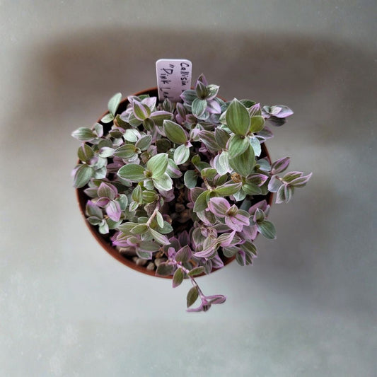 Pink Lady Callisia Repens Live Plant – Rooted Succulent | 4 Inch Pot | Variegated Pink Trailing Houseplant | Indoor Plant