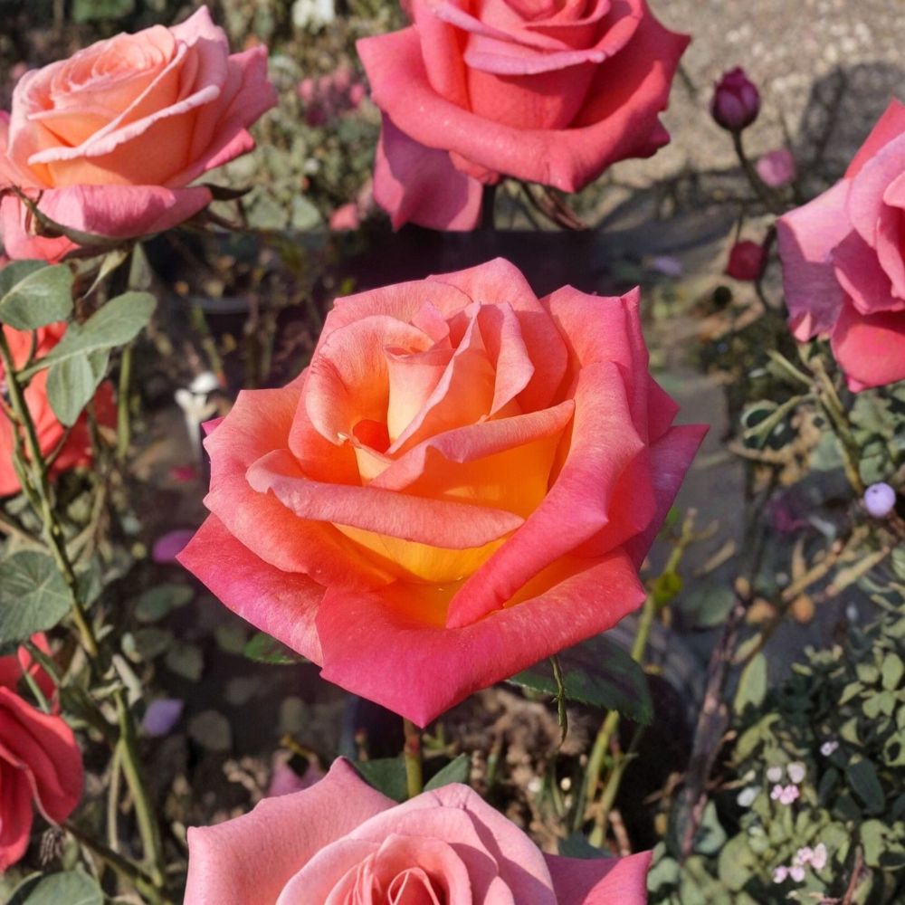 Mikado Hybrid Tea Rose – Rosa hybrida Live Plant | 3 Gallon Size | Scarlet Yellow Rose Bush | Includes Root Ball | Garden & Landscape Friendly | Easy to Grow