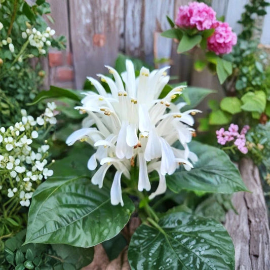 White Shrimp Plant – Justicia betonica Live Starter Plant | 4–6 Inches Tall | Ships Bare Root | Tropical Flowering Plant | Shade Garden Favorite