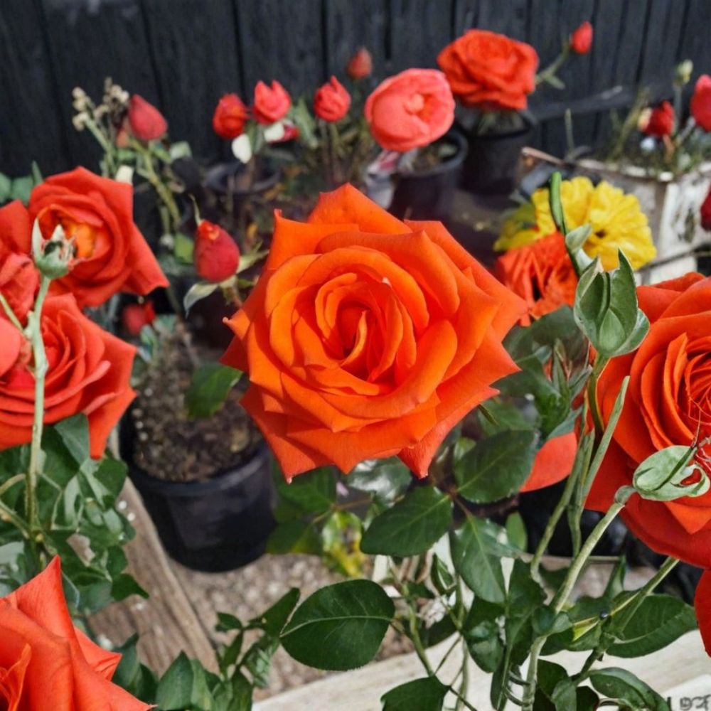 Marina Everblooming Floribunda Rose – Rosa Live Plant | 2 Gallon Size | Salmon Orange Blooms | Repeat Flowering Rose Bush | Easy to Grow