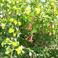 Arnold's Red Honeysuckle – Live Flowering Vine Plant | 1 Gallon Size | Includes Rooted Plant Ready for Planting | Trellis & Garden Friendly | Easy to Grow