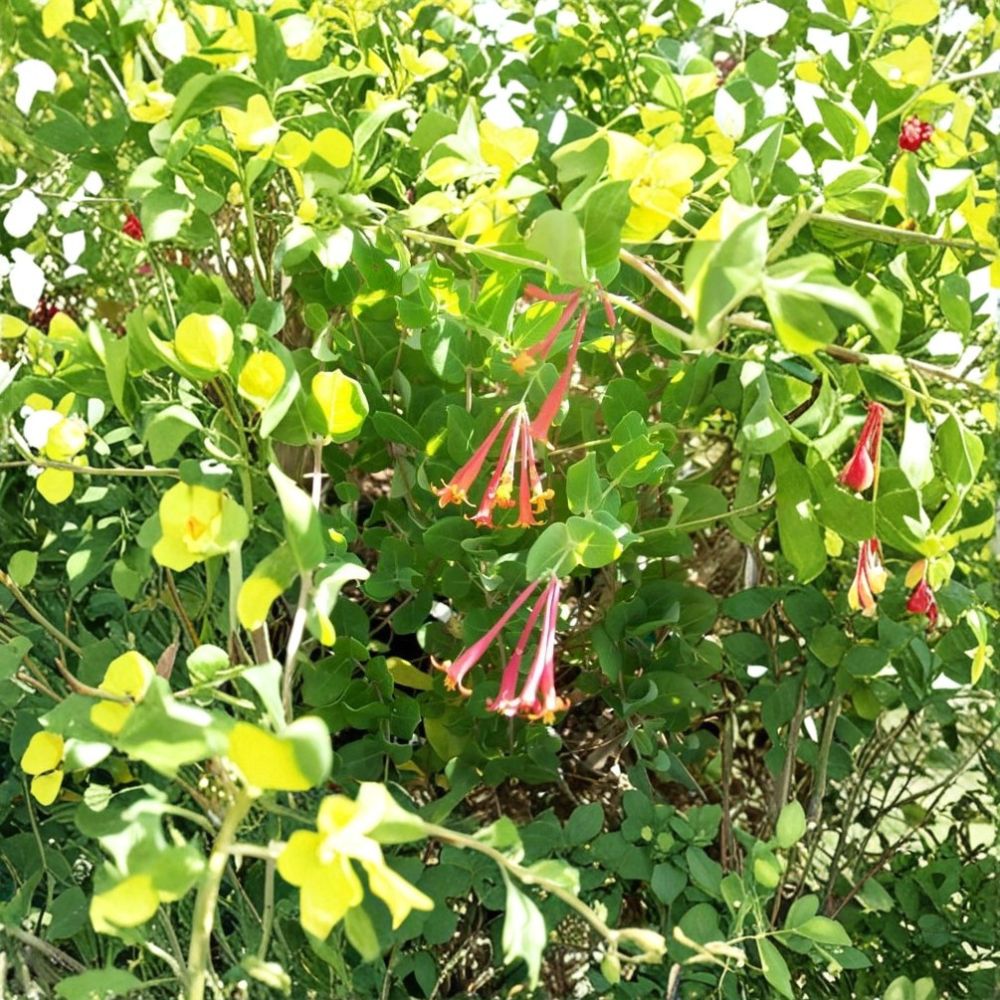Arnold's Red Honeysuckle – Live Flowering Vine Plant | 1 Gallon Size | Includes Rooted Plant Ready for Planting | Trellis & Garden Friendly | Easy to Grow