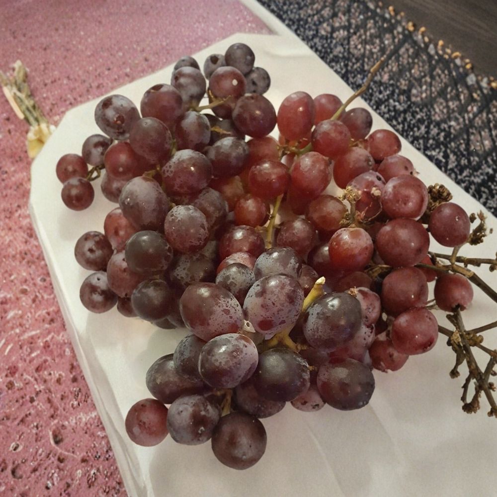 Vanessa Red Seedless Grape Vine – Vitis vinifera Live Plant | 2 Gallon Size | Seedless Red Fruit Vine | Includes Root Ball | Vineyard & Garden Friendly | Easy to Grow