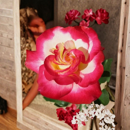 Double Delight Hybrid Tea Rose Live Plant – 6–8 Inch Starter | Pink & Multicolor Fragrant Blooms | Potted Rose Plant