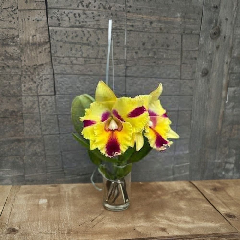 Cattleya Rlc Thaksina Candy No. 2 Live Orchid Plant – Fragrant Yellow & Red Flowers | Potted Orchid