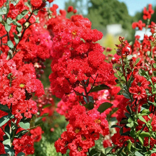 Red Crape Myrtle – Lagerstroemia indica Live Starter Plant | 12–18 Inches Tall | Ships Bare Root | Flowering Tree or Shrub | Easy to Grow