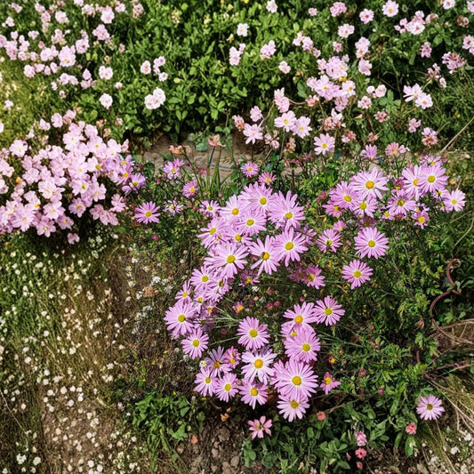 Ryan's Pink Mum – Set of 7 Live Rooted Chrysanthemum Plants | 4–7 Inches Tall | Hardy Perennial Daisy Flowers | Easy to Grow