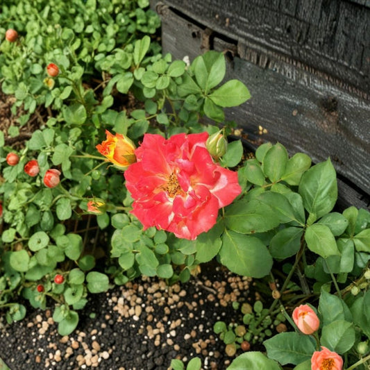 Pinata Rose – Rosa Live Plant | 5 Gallon Size | Yellow Orange Blooms | Colorful Climbing Rose | Easy to Grow Garden Favorite