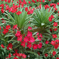 Red Oleander – Nerium oleander Live Plant | 2 Gallon Size | Red Flowering Evergreen Shrub | Landscape Plant | Easy to Grow