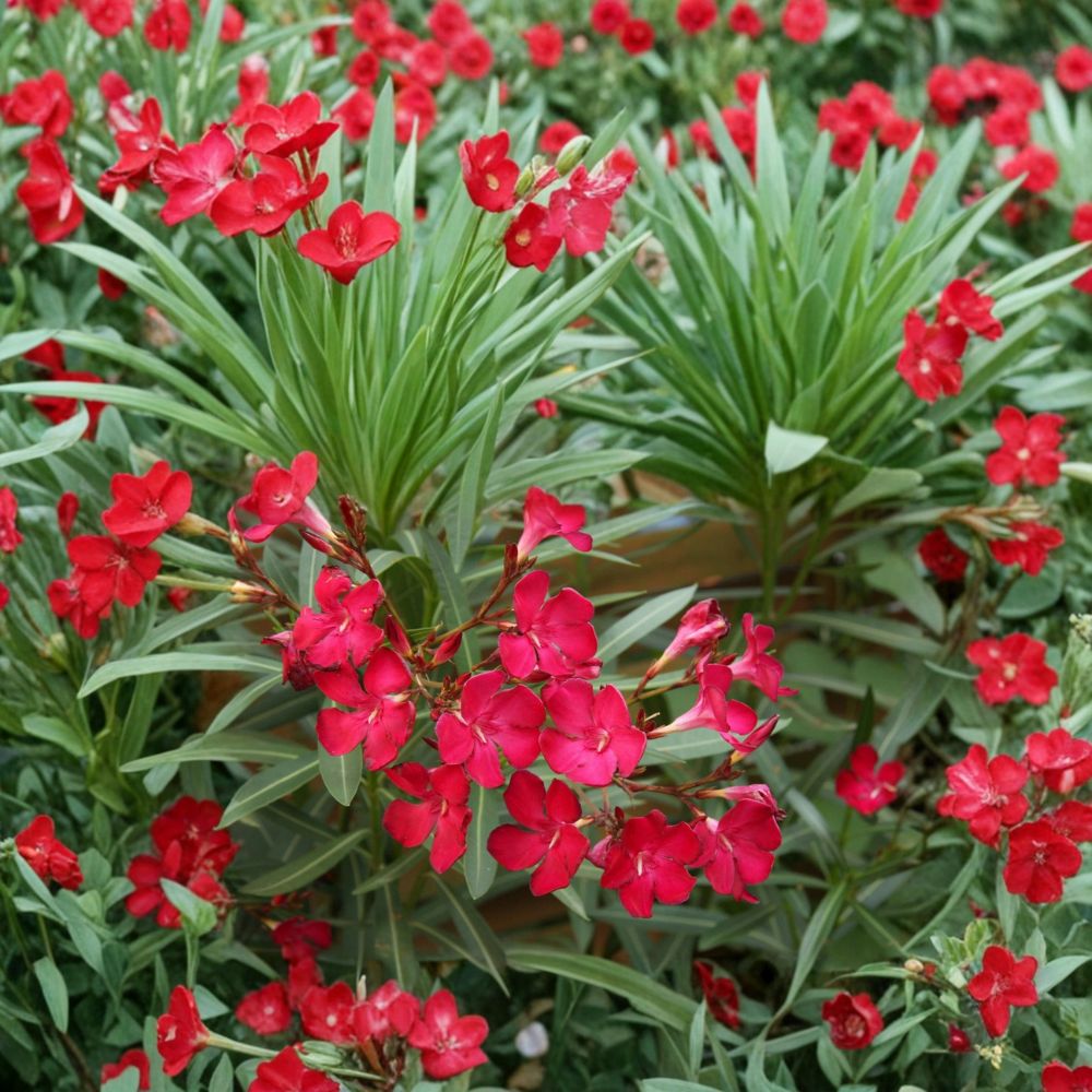 Red Oleander – Nerium oleander Live Plant | 2 Gallon Size | Red Flowering Evergreen Shrub | Landscape Plant | Easy to Grow