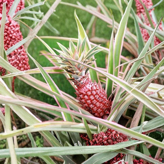 Set of 4 Florida Special Pineapple Live Plants – Ananas comosus | 1–5 Inches Tall | Includes 2 Inch Nursery Pots | Cold-Tolerant Tropical Fruit Plants