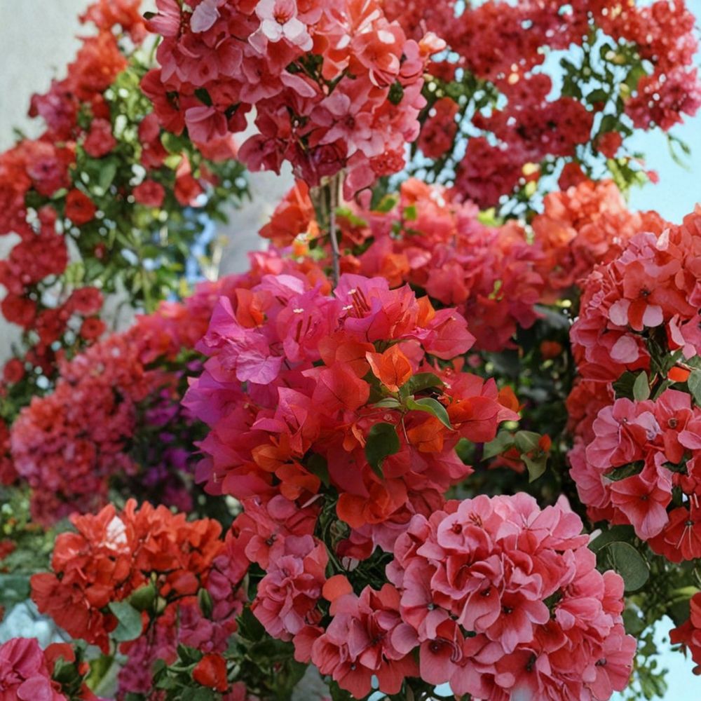 Rosenka Bougainvillea Live Starter Plant | Well-Rooted Plug | Ships in 3 Inch Pot | Tropical Flowering Vine | Patio & Garden Friendly