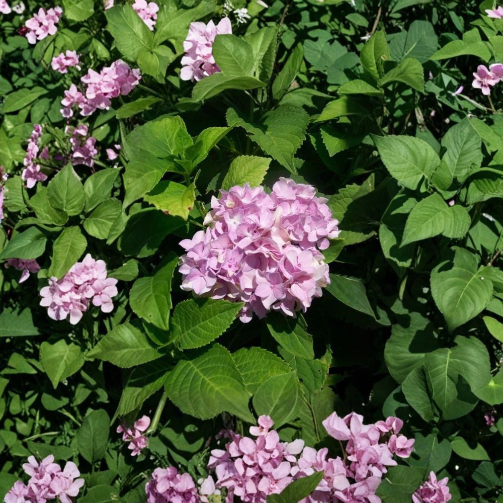 Nikko Blue Hydrangea – Live Flowering Shrub | 3 Gallon Size | Includes Rooted Plant Ready for Planting | Landscape & Garden Friendly | Easy to Grow