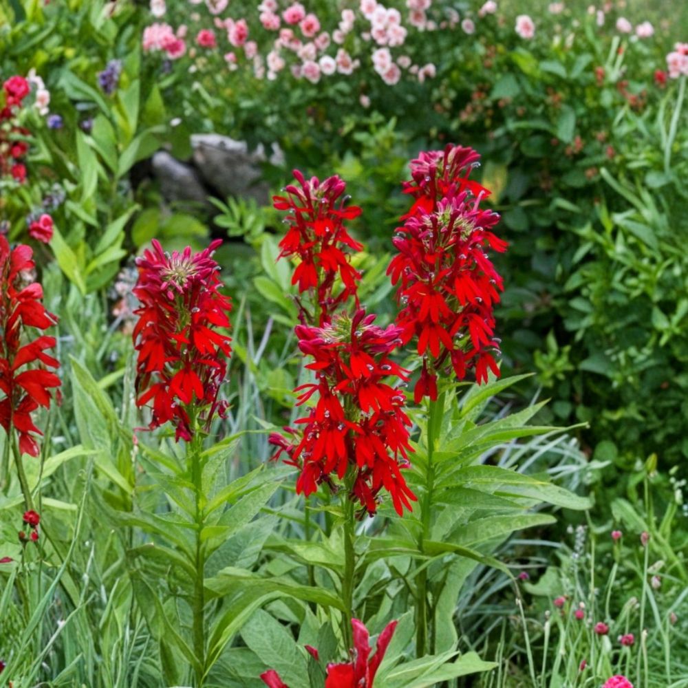5 Live Red Cardinal Flower Bare Roots – Lobelia cardinalis | Native Perennial | Scarlet Blooms | Hummingbird & Pollinator Garden