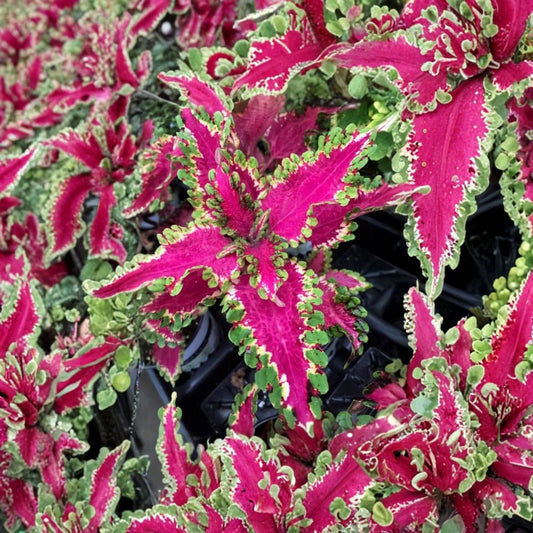 Set of 3 Carnival Coleus Live Plants | 3–5 Inches Tall | No Pot | Vibrant Multicolor Foliage | Shade Garden & Container Friendly