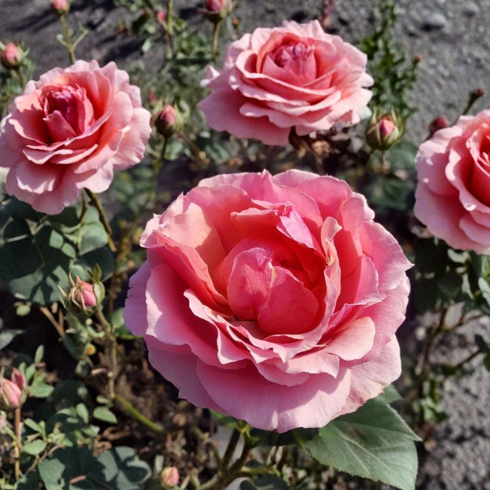Princesse de Monaco Grandiflora Rose – Rosa Live Plant | 1 Gallon Size | Pink & Cream Blooms | Elegant Garden Rose | Easy to Grow