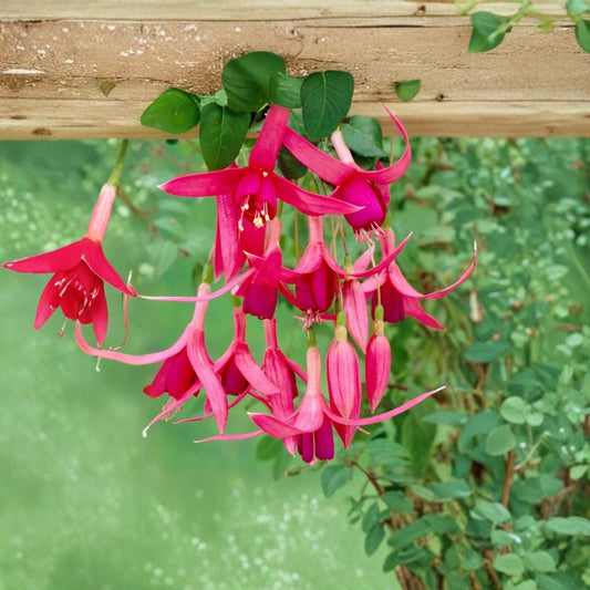Red Spider Fuchsia – Fuchsia Hybrid Live Plant | 6-Inch Pot | Vibrant Red Blooms | Trailing Flowering Ornamental | Patio & Hanging Basket Plant