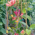 Pink Lemonade Honeysuckle – Lonicera Live Vine Plant | 2 Gallon Size | Fragrant Pink Flowers | Includes Root Ball | Hummingbird Friendly | Easy to Grow