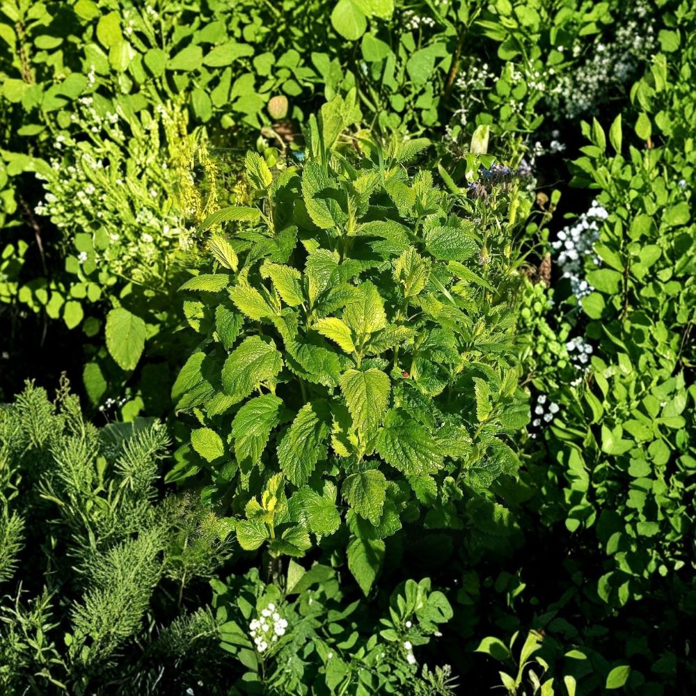 Lemon Balm Live Plants – 2 Melissa officinalis Starters | 3–6" Aromatic Herb | Edible Perennial | Tea & Herb Garden