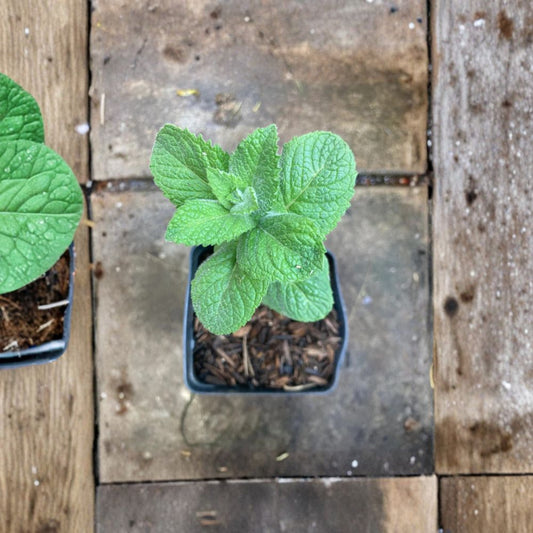 Apple Mint Live Starter Plant – Mentha × piperita | 5–7 Inch | 3.5 Inch Pot | Edible Herb | Organic Grown | Zones 3–9