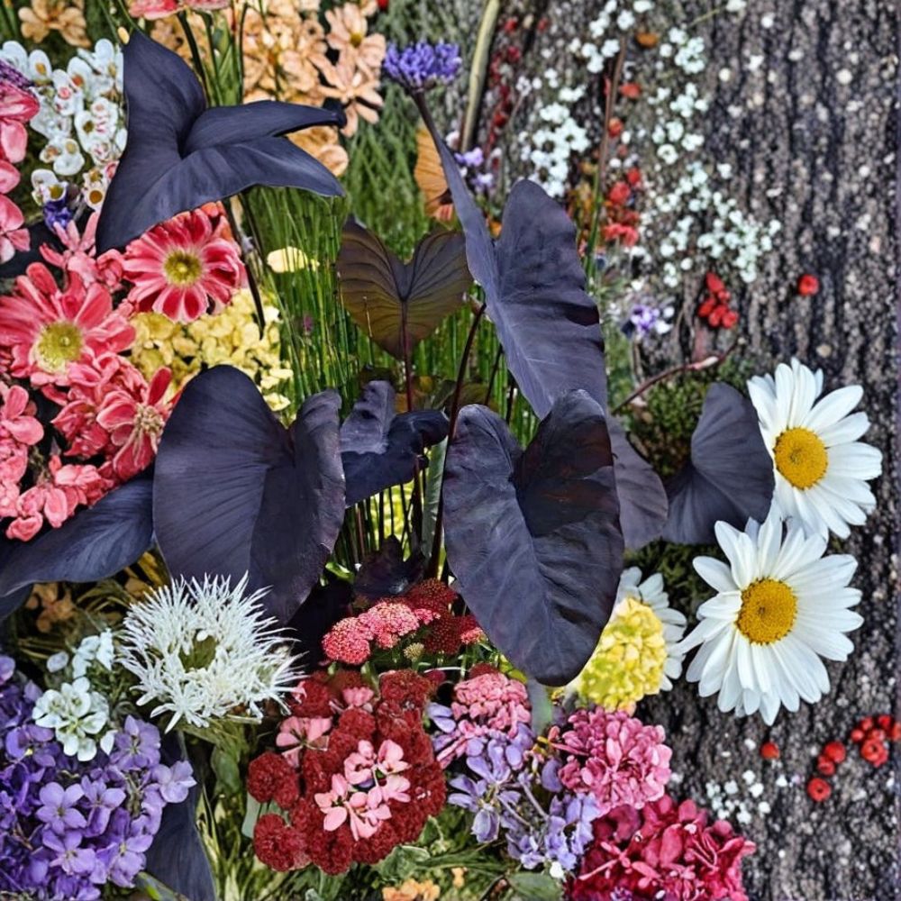 Black Magic Elephant Ear – Colocasia esculenta 'Black Magic' Live Plant | 7–10 Inches Tall | Includes 4 Inch Nursery Pot | Tropical Foliage Plant | Easy to Grow