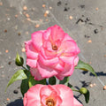 Nichole Everblooming Floribunda Rose – Rosa Live Plant | 5 Gallon Size | White & Pink Blooms | Repeat Flowering Rose Bush | Easy to Grow