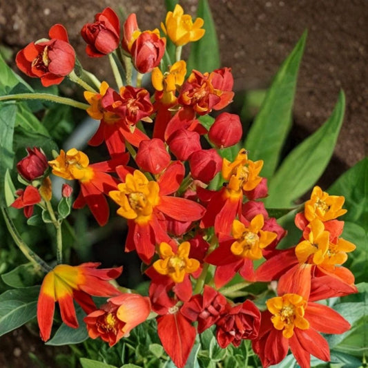 2 Live Red Milkweed Plants – Perennial Butterfly Garden Plants | Red Flowers | Pollinator Friendly