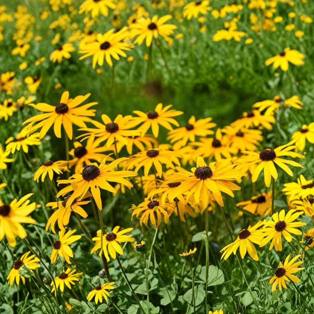 Black-Eyed Susan Live Perennial – Large Semi Bare Root Plant | Rudbeckia 'Goldsturm' | Butterfly-Friendly Wildflower | Easy to Grow