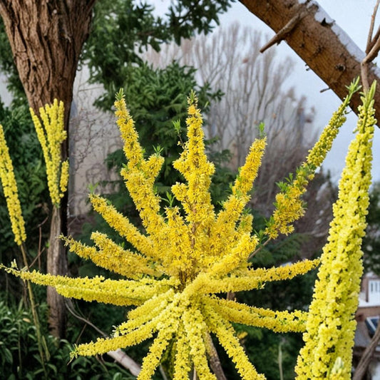 Forsythia Shrub Live Bare Root Starter Plant – 12–24 Inches Tall | Hardy Flowering Shrub | Bright Yellow Spring Blooms | Easy to Grow
