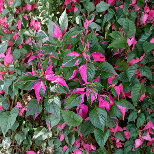 2 Live Alternanthera 'Party Time' Plants – 4–6 Inches Tall | Ships Bare Root | Colorful Variegated Foliage | Tropical Ornamental Ground Cover