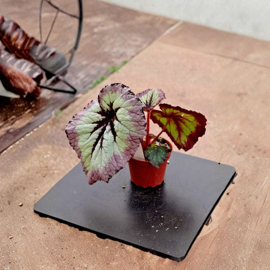 Begonia Fire Woman Live Plant | 4–6 Inches Tall | Ships Without Pot | Colorful Ornamental Houseplant | Easy to Grow