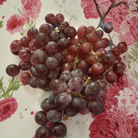 Red Globe "Do It All" Grape Vine – Vitis vinifera Live Plant | 2 Gallon Size | Self-Fertile Fruit Vine | Fresh Eating, Juice & Wine Grape | Easy to Grow
