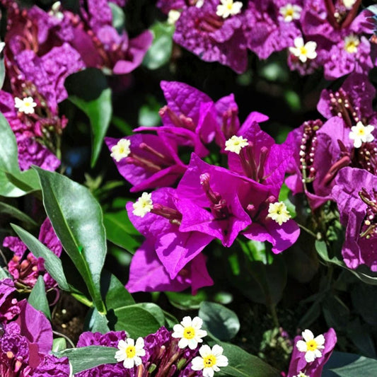 Live Purple Bougainvillea Plant – 4 Inch Pot | Tropical Flowering Vine | Purple Bracts | Patio, Trellis & Container Plant