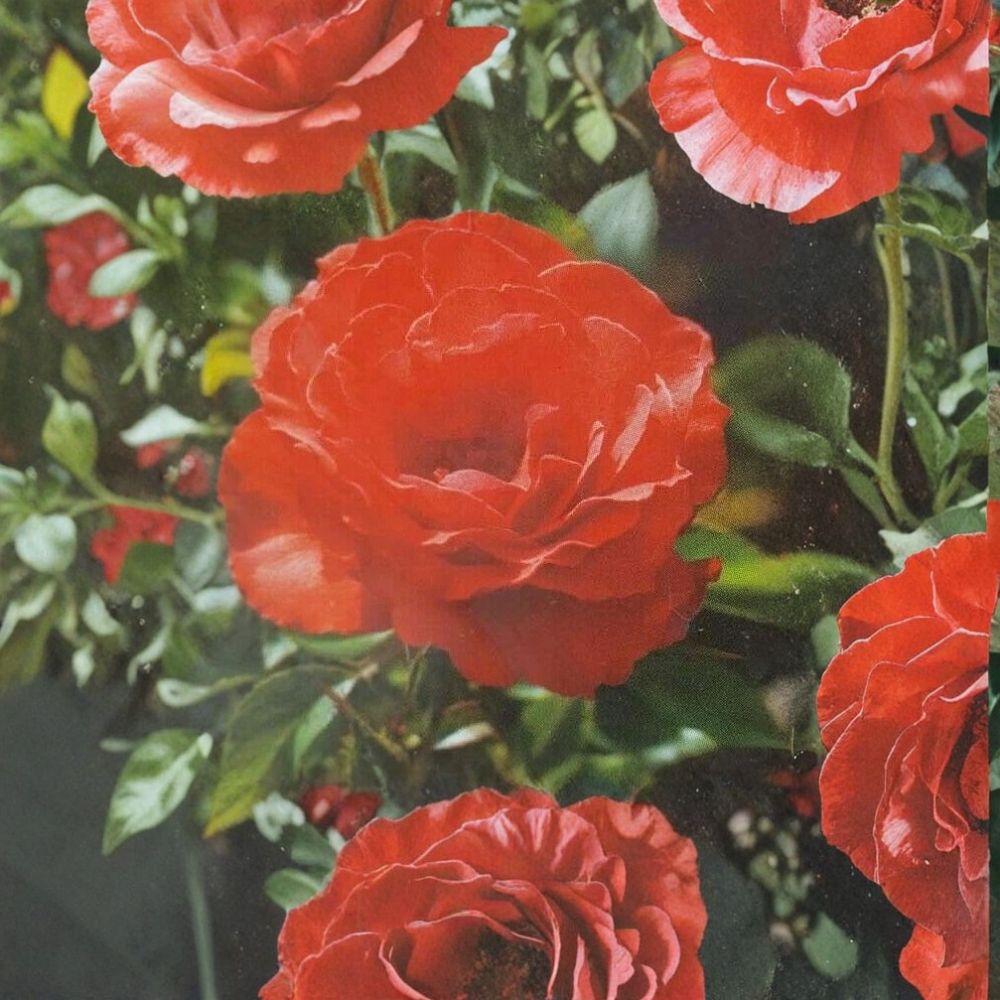Impatient Floribunda Rose – Live Rose Bush Plant | 3 Gallon Size | Orange Red Blooming Shrub | Includes Root Ball | Garden & Landscape Friendly | Easy to Grow