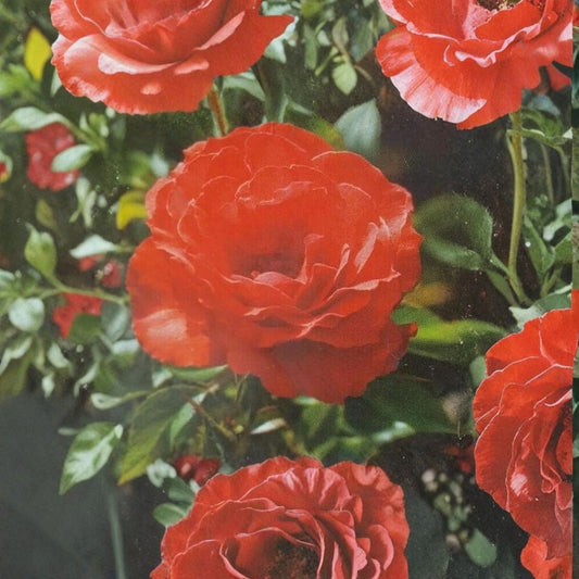 Impatient Floribunda Rose – Live Rose Bush Plant | 3 Gallon Size | Orange Red Blooming Shrub | Includes Root Ball | Garden & Landscape Friendly | Easy to Grow