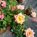 Jacob's Robe Climbing Rose – Live Bush Plant | 3 Gallon Size | Includes Rooted Climbing Rose Ready for Planting | Trellis & Garden Friendly | Easy to Grow