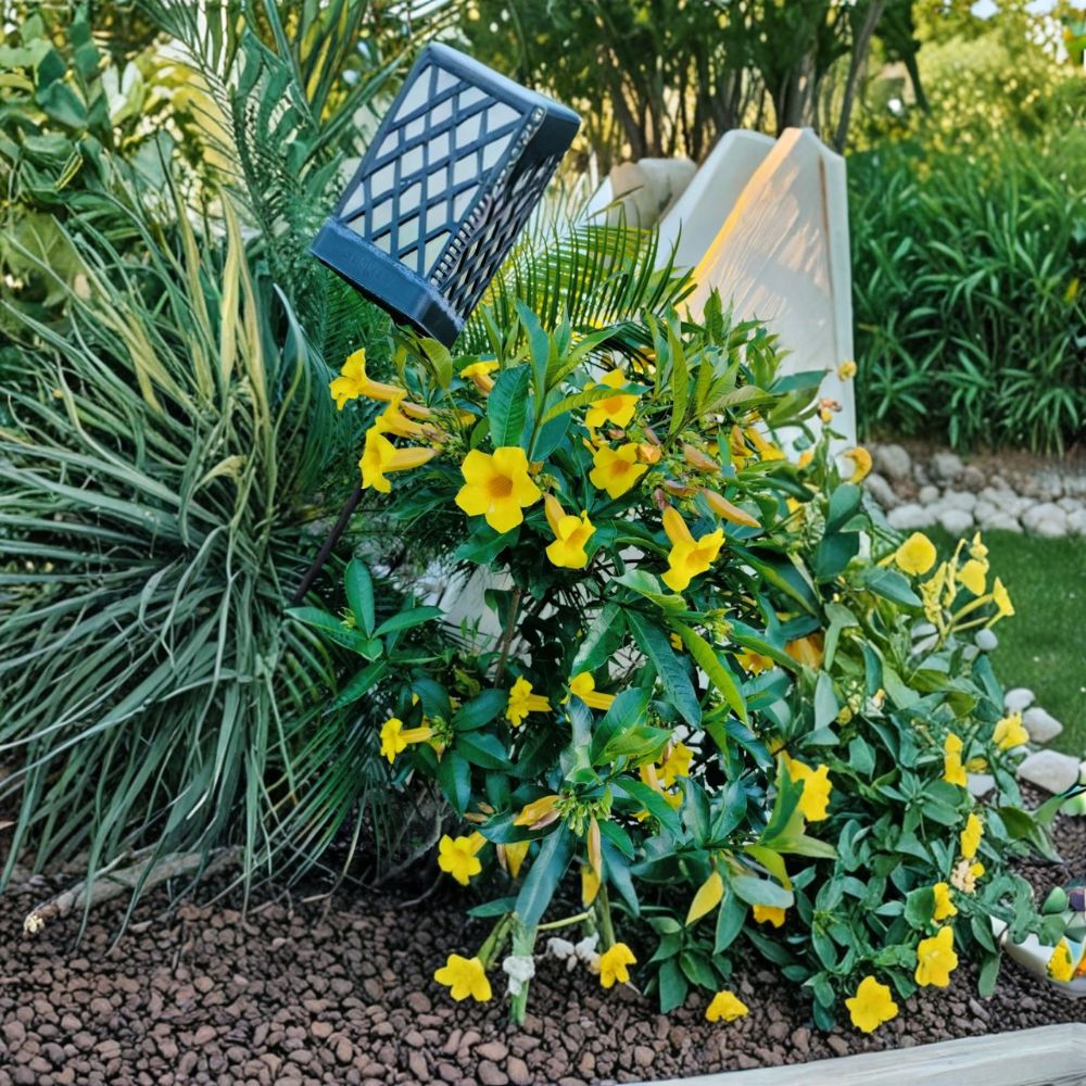 Brown Bud Allamanda – Set of 3 Live Plants | 4–6 Inches Tall | No Pot | Yellow Trumpet Flowering Vine | Tropical Perennial