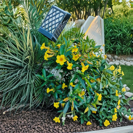 Brown Bud Allamanda – Set of 3 Live Plants | 4–6 Inches Tall | No Pot | Yellow Trumpet Flowering Vine | Tropical Perennial