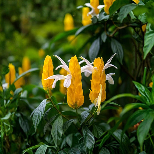 Yellow Shrimp Plant – Pachystachys lutea Live Plant | Potted Tropical Flowering Shrub | Yellow Bracts | Warm Climate Garden