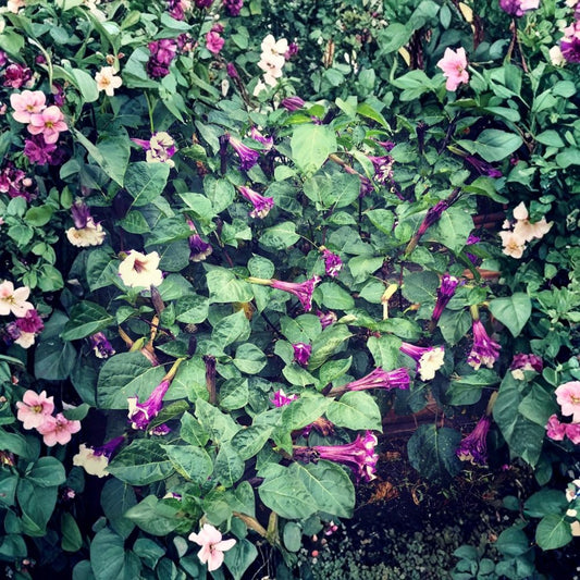 Ballerina Purple Datura – Datura metel Live Plant | 3-Inch Starter Pot | Double Purple Trumpet Flowers | Evening Blooms | Tropical Ornamental