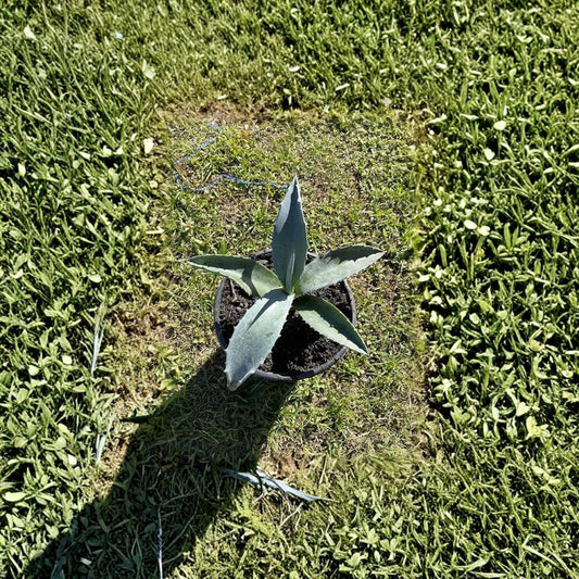 Blue Agave Live Plant – Agave americana | 6–8 Inch Rooted Succulent | Century Plant | Drought Tolerant | Desert Landscaping & Container Plant