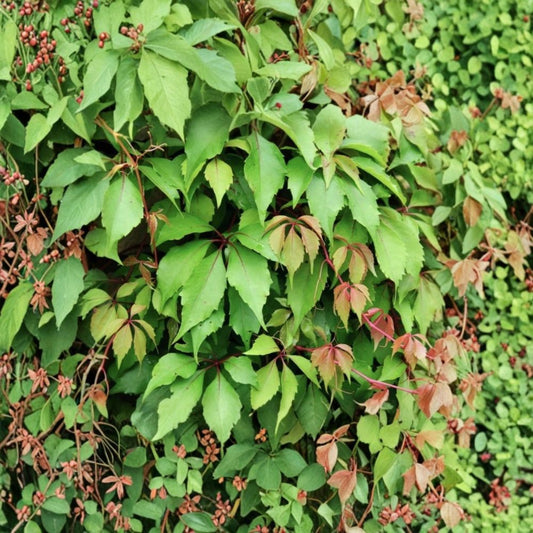 25 Virginia Creeper Bare Root Plants | Parthenocissus quinquefolia | Live Roots for Transplanting | Hardy Native Climbing Vine | Zones 3–9