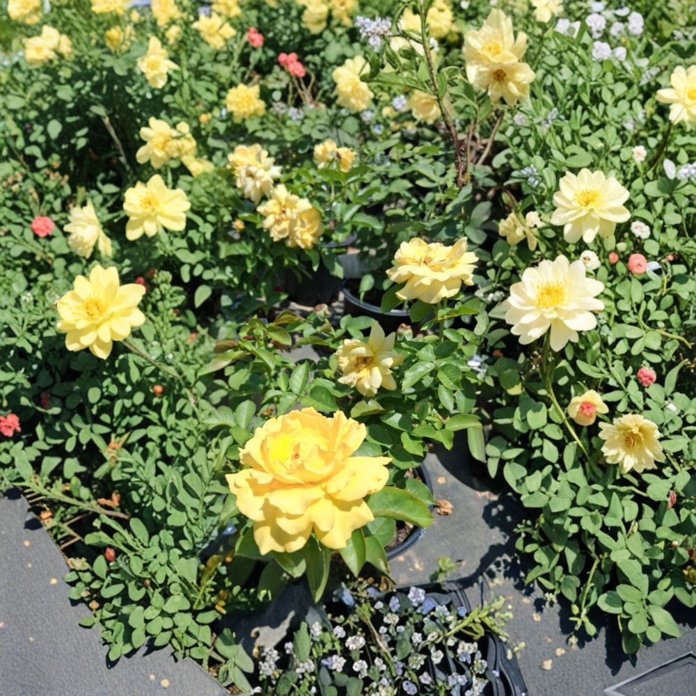 Julia Child® Floribunda Rose – Rosa hybrida Live Plant | 1 Gallon Size | Butter Gold Award-Winning Rose | Includes Root Ball | Garden & Landscape Friendly | Easy to Grow