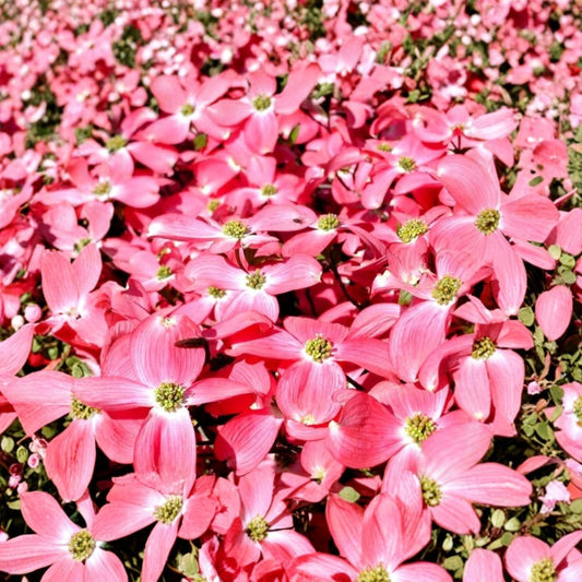 Pink Dogwood Live Tree – Cornus florida | 10–18 Inches Tall | Includes Quart Nursery Pot | Spring Flowering Tree | Beautiful Fall Color