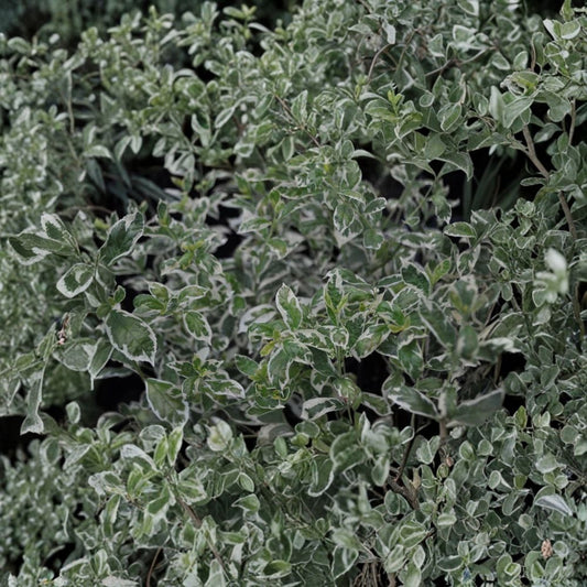 Variegated Duet Beautyberry – Callicarpa dichotoma Live Plant | 8–12+ Inches | White Berries | Variegated Foliage | Ornamental Shrub | Dug Fresh for Shipping