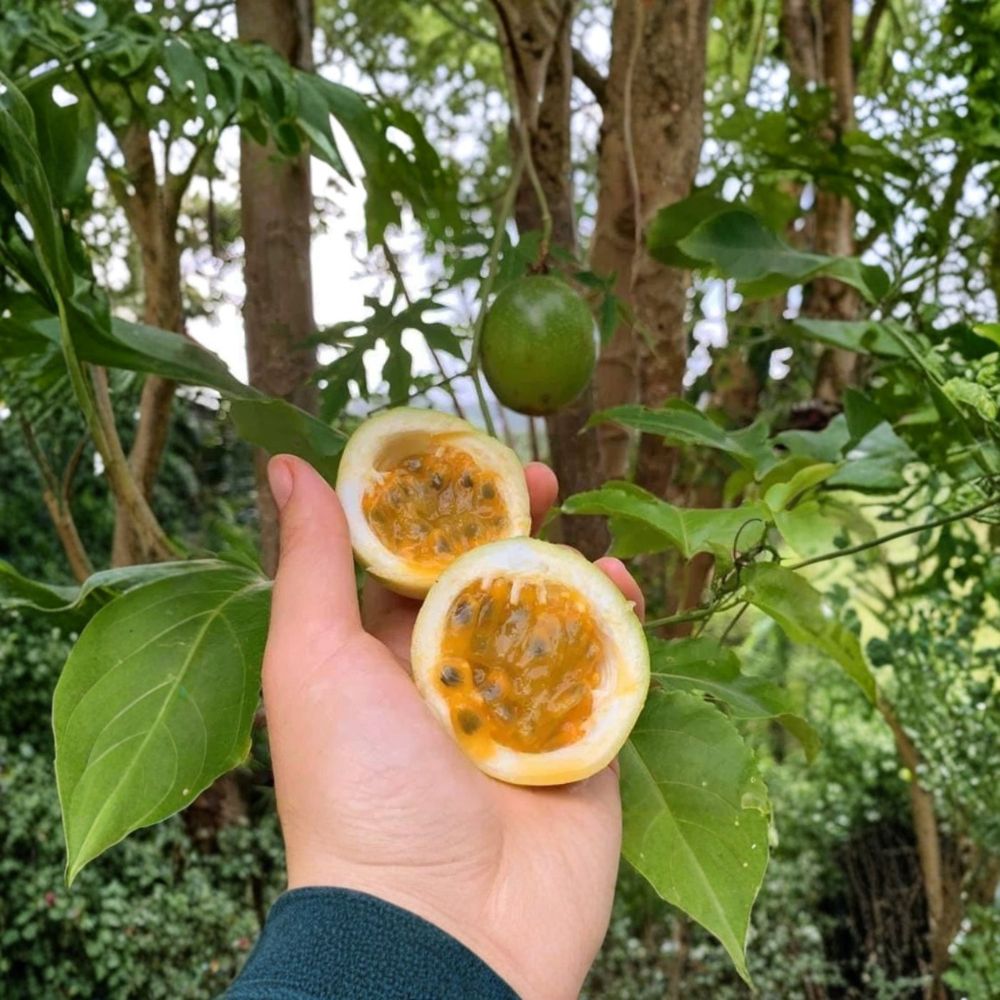 Yellow Passion Fruit Live Vine Plant | 4–6 Inches Tall | No Pot | Passiflora edulis f. flavicarpa | Tropical Fruiting Vine | Garden & Trellis Friendly