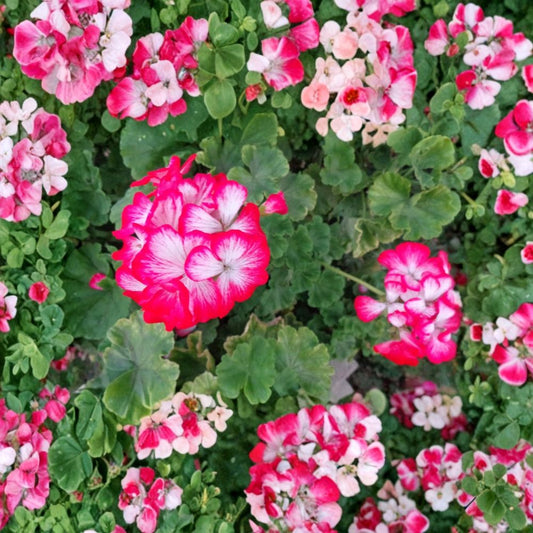 Rare Red & White Geranium – Fresh Live Starter Cuttings | 2 x 6 Inch Cuttings | Fragrant Flowering Plant | Easy to Root