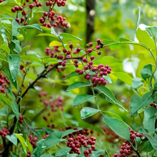 Common Pricklyash – Zanthoxylum americanum Live Starter Plants | 5-Pack Plug-Grown Seedlings | Native Wildlife Plant | Swallowtail Host Plant